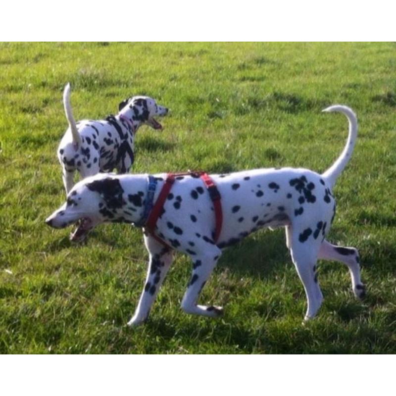 Dalmation puppies born 24/07/16 available from 18/09/16 8 boys 4 girls