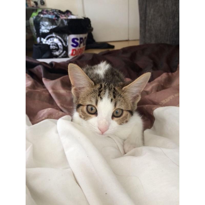 Beautiful half Bengal female kitten for sale !!!