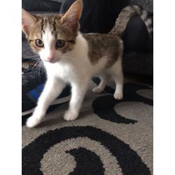 Beautiful half Bengal female kitten for sale !!!