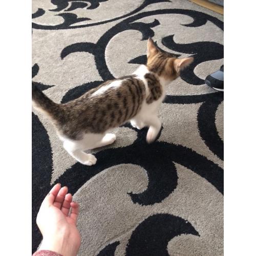 Beautiful half Bengal female kitten for sale !!!