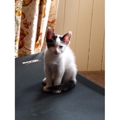 Two male kittens for sale