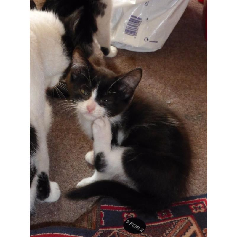 Two male kittens for sale