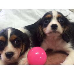 King Charles pups