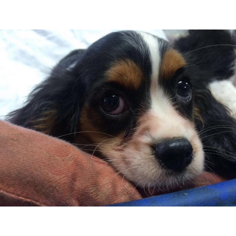 King Charles pups