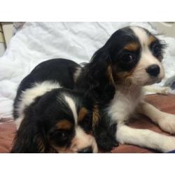 King Charles pups