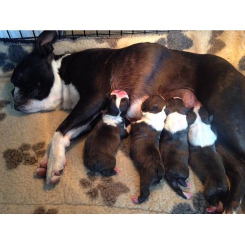 Boston Terrier Puppies