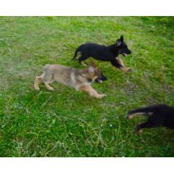 German Sherpherd puppies