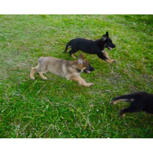 German Sherpherd puppies