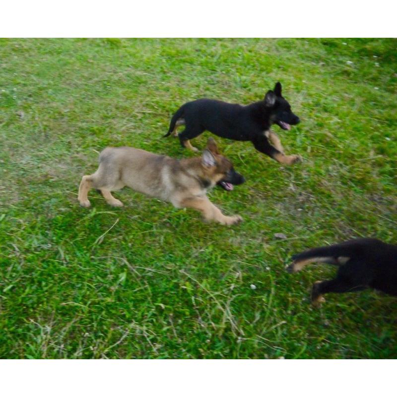 German Sherpherd puppies