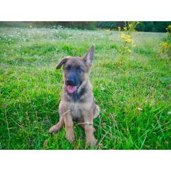 German Sherpherd puppies