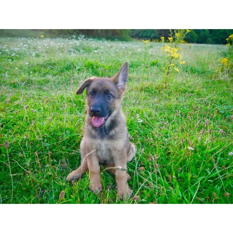 German Sherpherd puppies