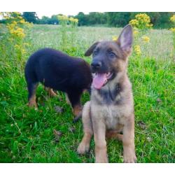 German Sherpherd puppies