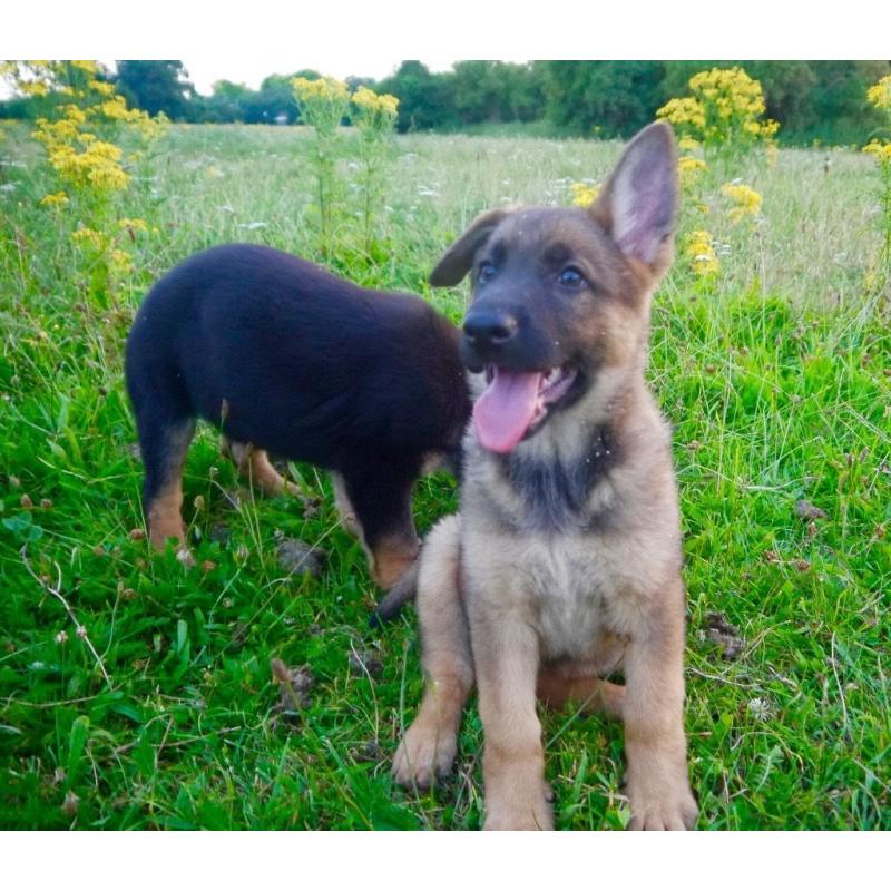 German Sherpherd puppies