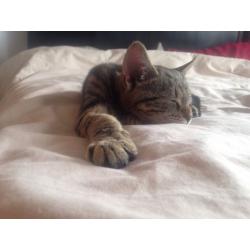 Tabby/Bengal kitten one boy left