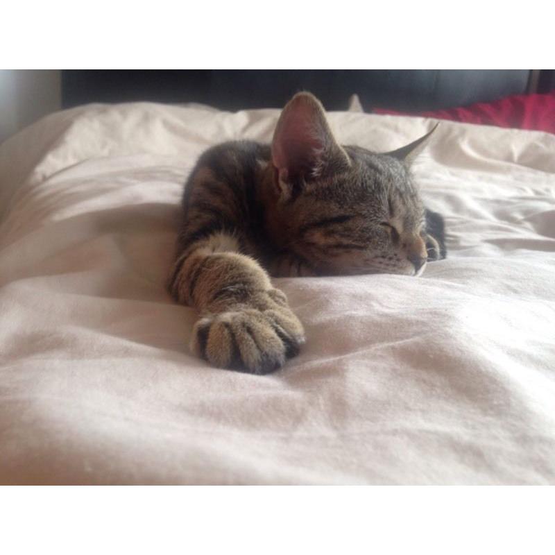 Tabby/Bengal kitten one boy left