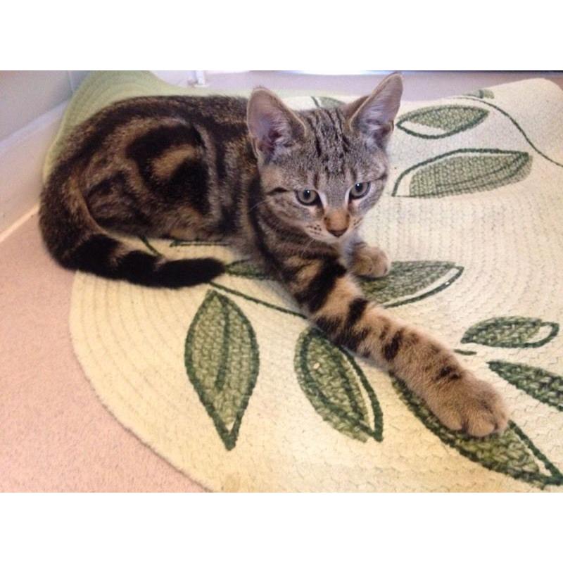 Tabby/Bengal kitten one boy left