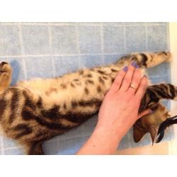 Tabby/Bengal kitten one boy left