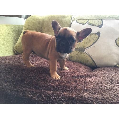 French Bulldog female