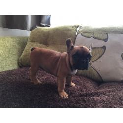 French Bulldog female