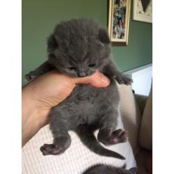 British Blue Shorthair Kittens