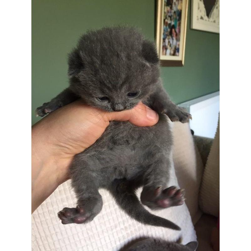 British Blue Shorthair Kittens