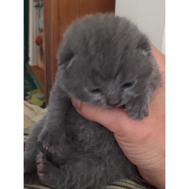 British Blue Shorthair Kittens