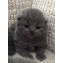 British Blue Shorthair Kittens