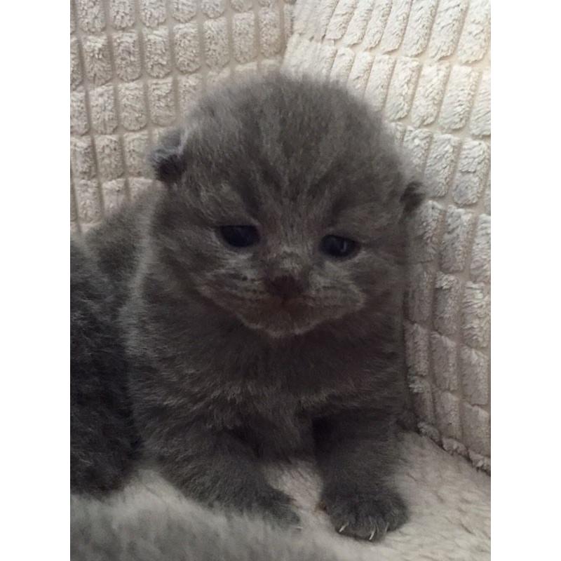 British Blue Shorthair Kittens
