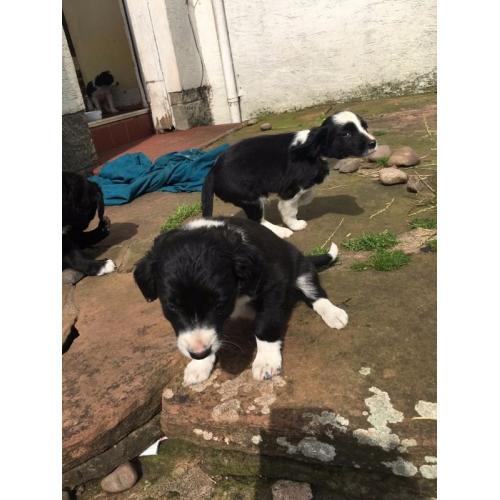 Collie x spaniel pups for sale