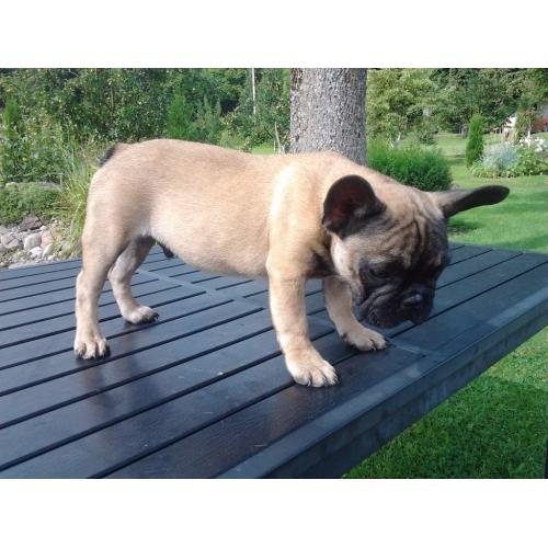 French Bulldog ( Male)