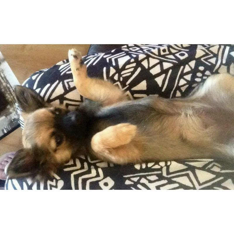 Chihuahua female pup lil doris