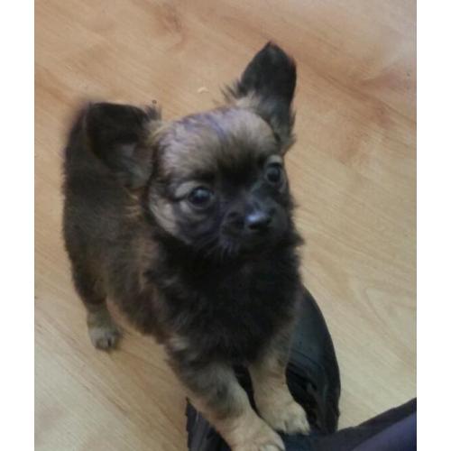 Chihuahua female pup lil doris