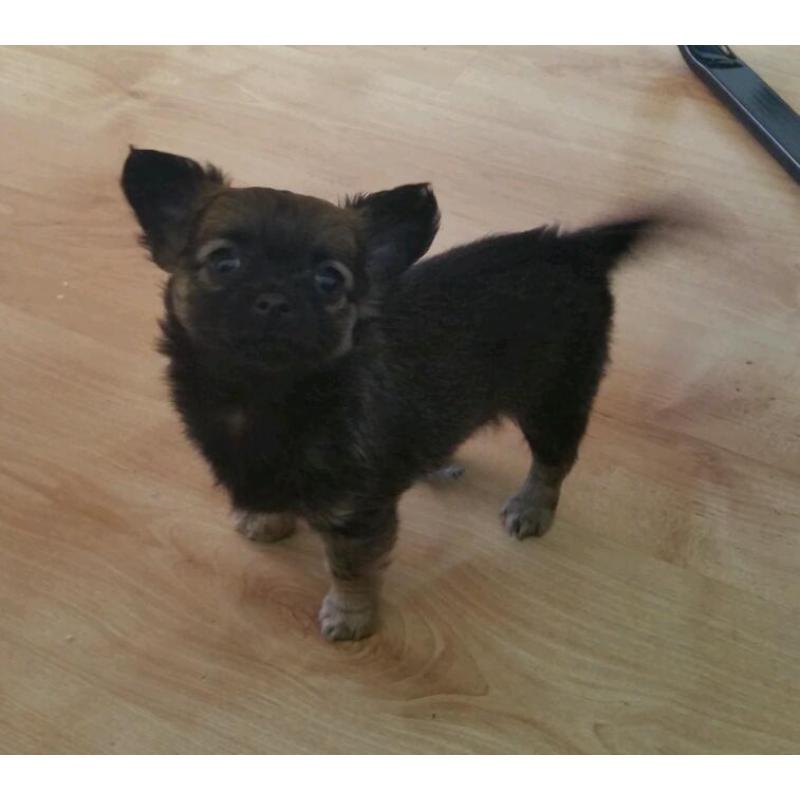 Chihuahua female pup lil doris