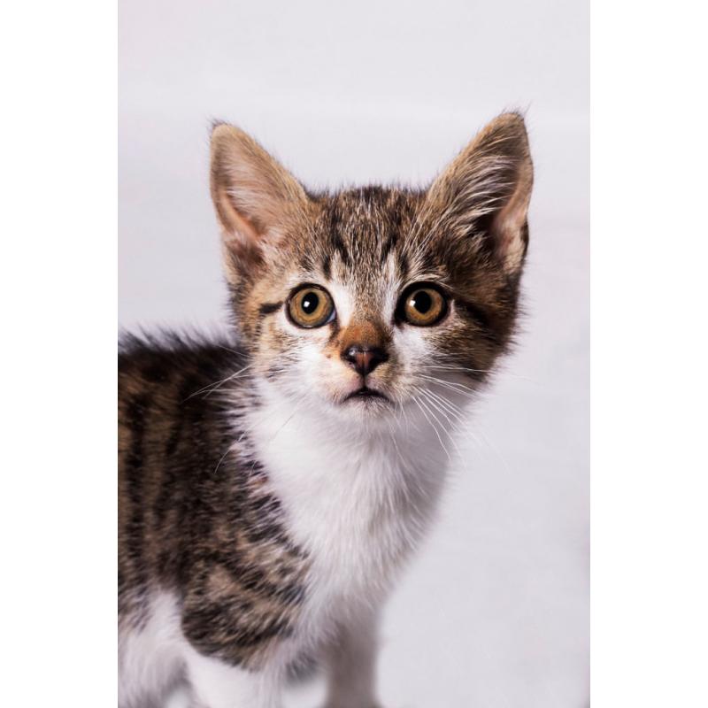 Female Kitten for sale