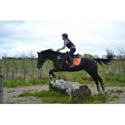 **For Sale** Stunning Warmblood mare 16.2 schoolmistress 2003