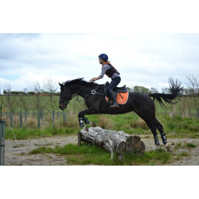 **For Sale** Stunning Warmblood mare 16.2 schoolmistress 2003