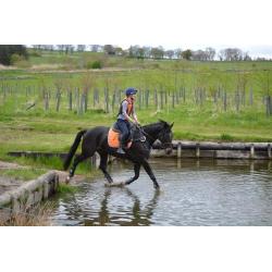 **For Sale** Stunning Warmblood mare 16.2 schoolmistress 2003
