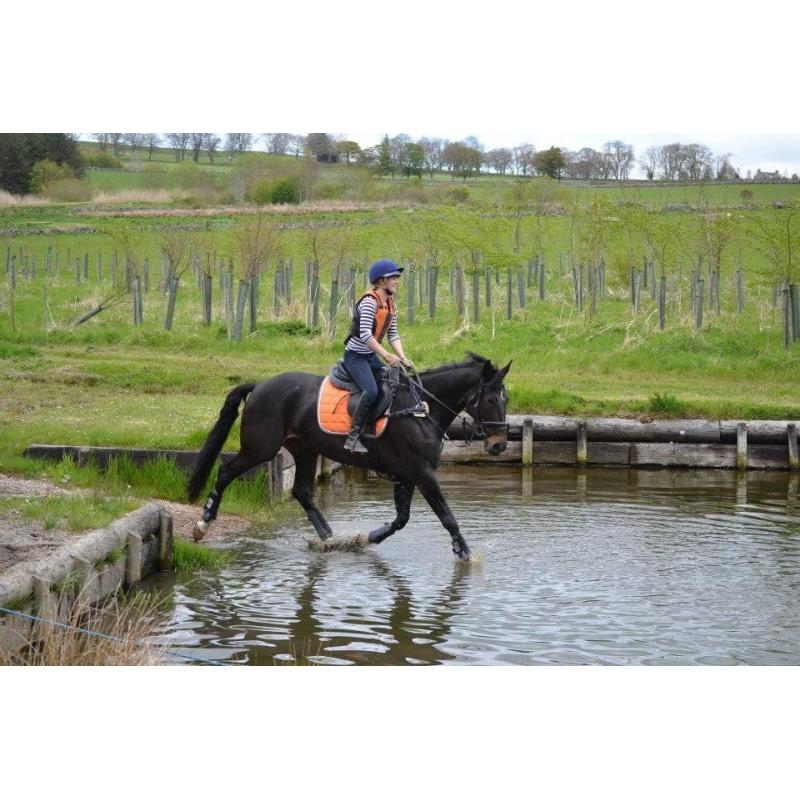 **For Sale** Stunning Warmblood mare 16.2 schoolmistress 2003