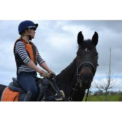 **For Sale** Stunning Warmblood mare 16.2 schoolmistress 2003