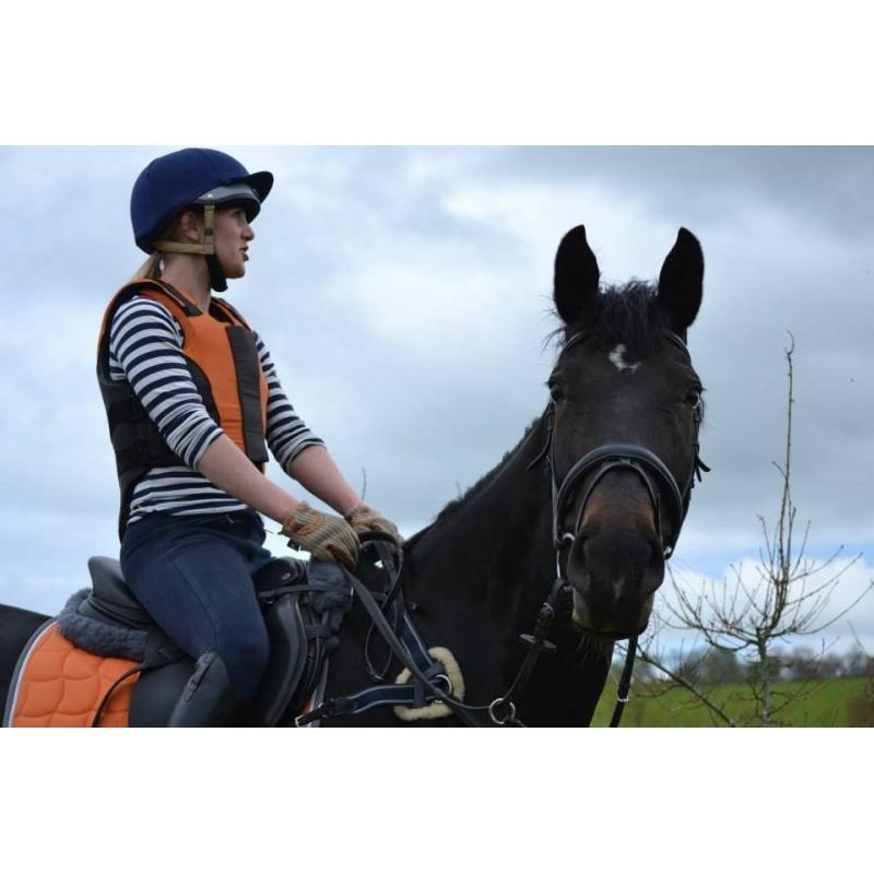 **For Sale** Stunning Warmblood mare 16.2 schoolmistress 2003