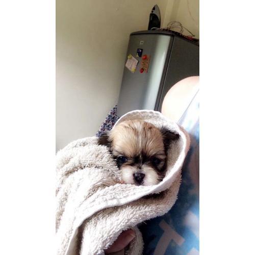 Shiranian Puppies female