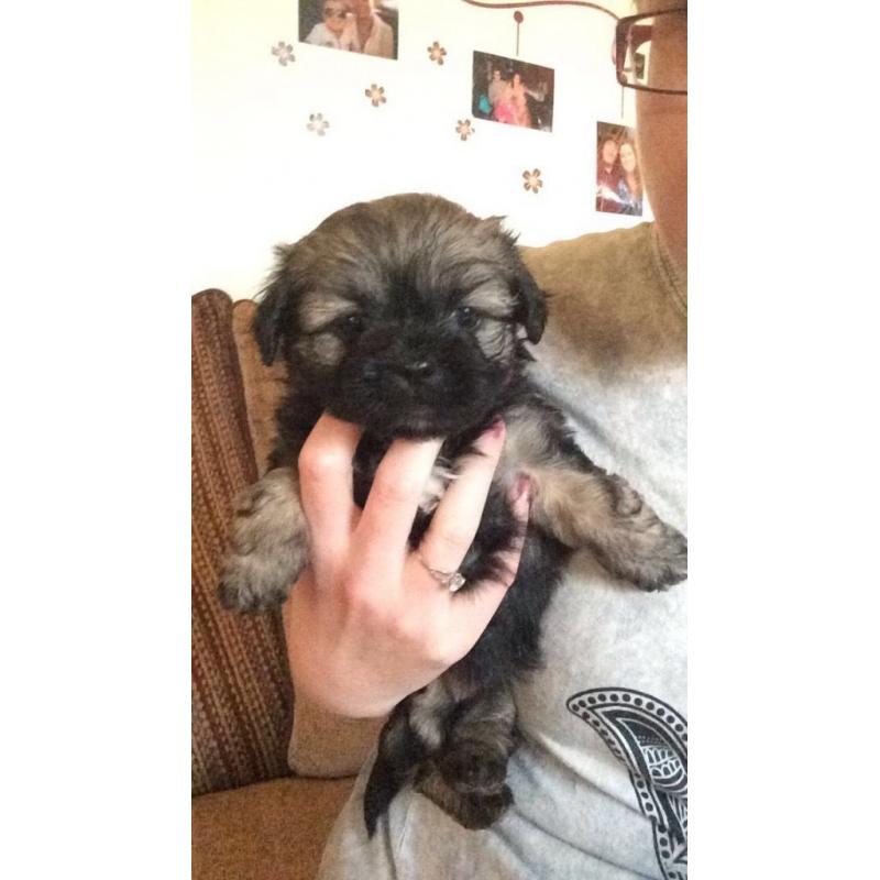 Shiranian Puppies female