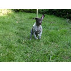 1 boy remaining. Stunning GSP pup KC registered ready now