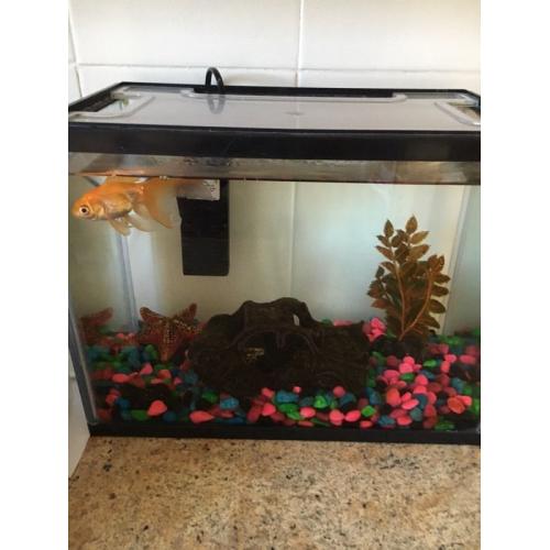 Fish and tank