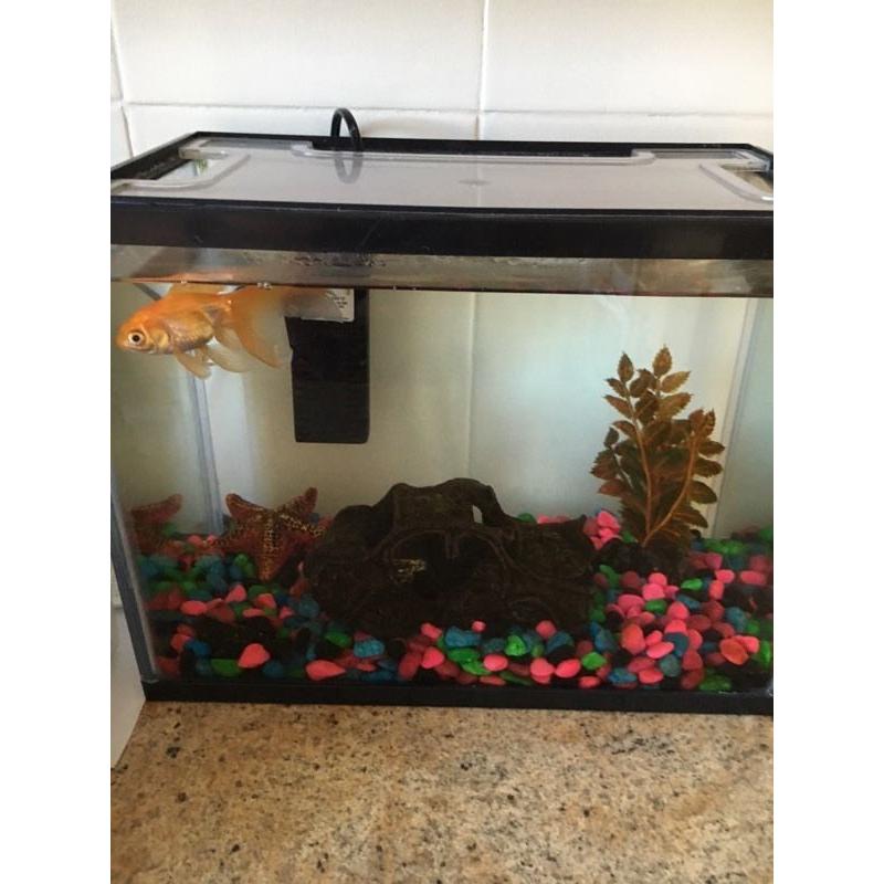 Fish and tank