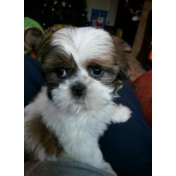 Shih tzu pup