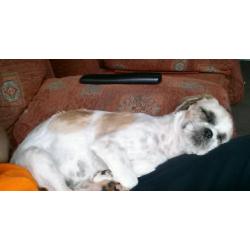 Shih tzu pup