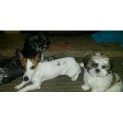 Shih tzu pup