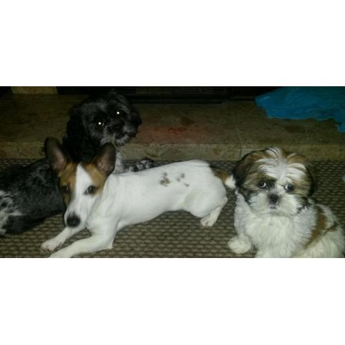 Shih tzu pup