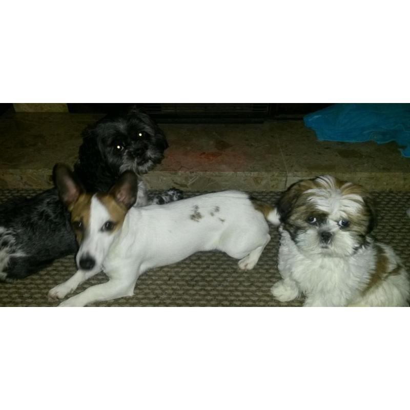 Shih tzu pup